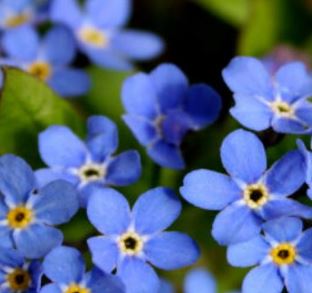 November Remembering 2019